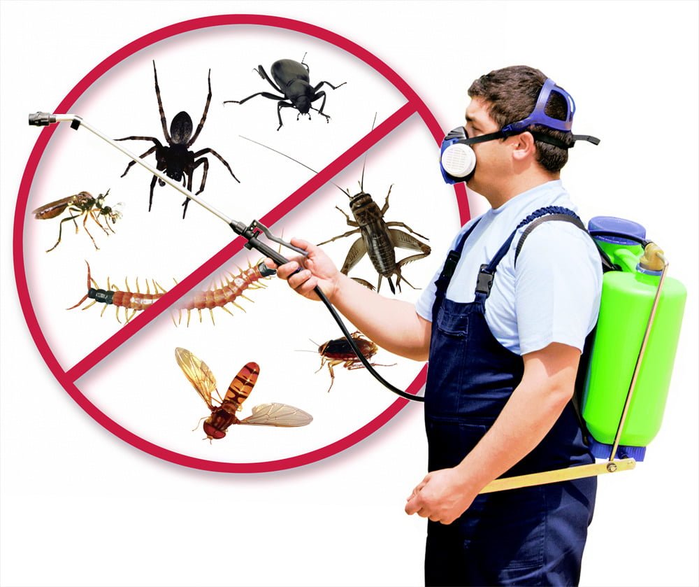 مكافحة الحشرات في ابوظبي