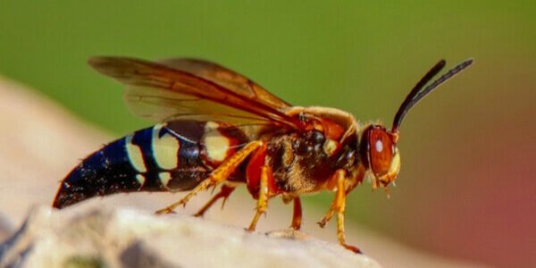 شركة مكافحة الدبابير في ابوظبي