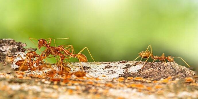 شركة مكافحة النمل في أبوظبي شركة مكافحة النمل في أبوظبي