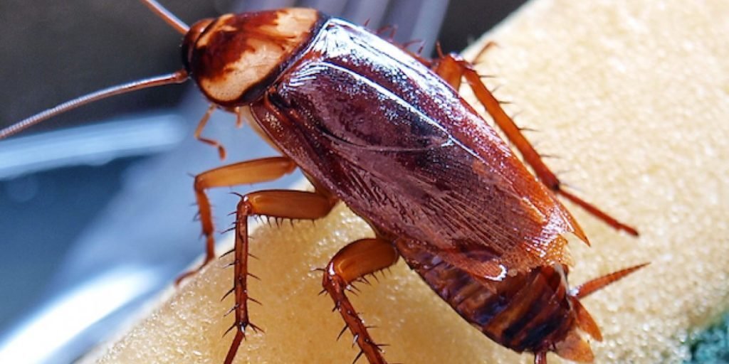 مكافحة الصراصير في المنزل