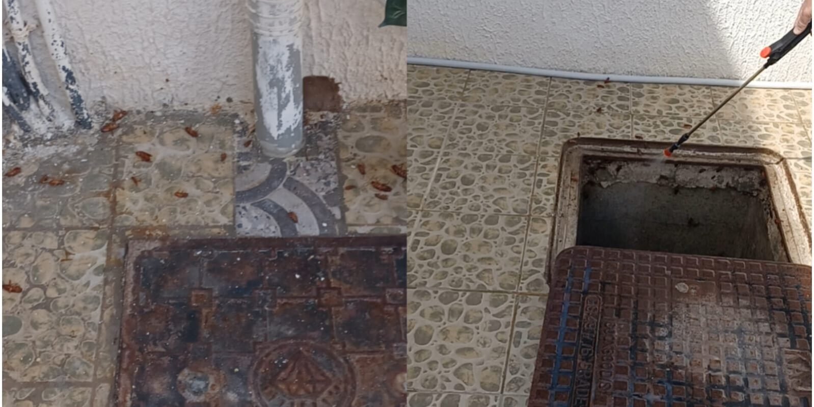 شركات مكافحه الصراصير شركات مكافحه الصراصير