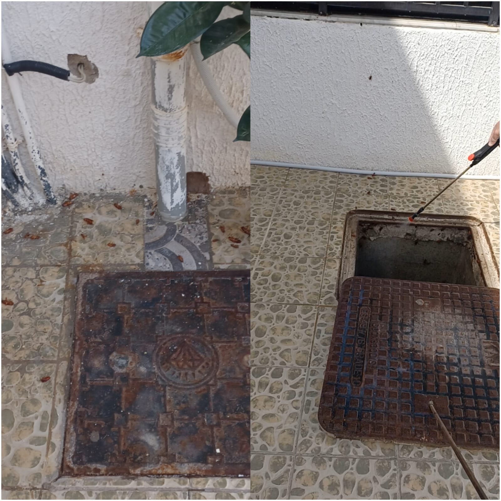 شركات مكافحه الصراصير شركات مكافحه الصراصير