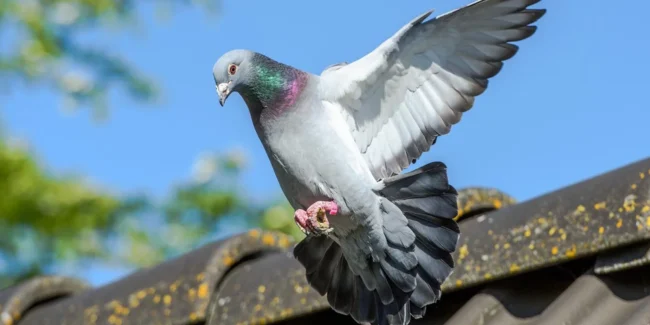 شركة مكافحة الطيور في أبوظبي