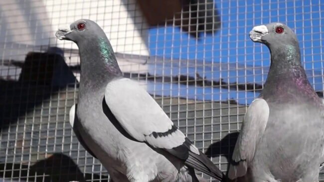 مكافحة الحمام في أبوظبي مكافحة الحمام في أبوظبي
