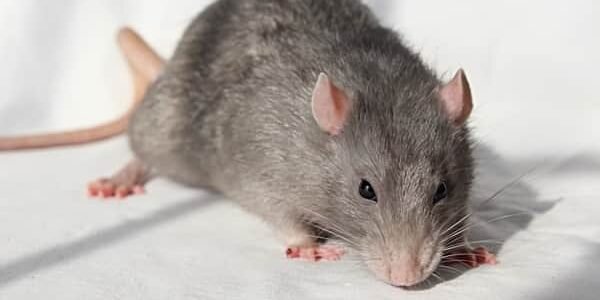 أفضل شركة مكافحة الفئران في أبوظبي