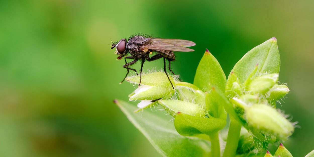 شركة مكافحة الذباب في أبوظبي