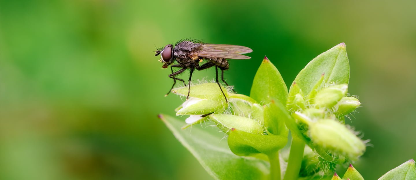 شركة مكافحة الذباب في أبوظبي شركة مكافحة الذباب في أبوظبي